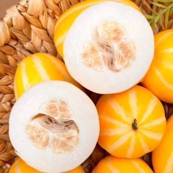 누적판매량 10,000건! 산지직송 당일수확 성주 고당도 꿀 참외 (1kg~5kg)