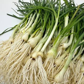산지직송! 신선한 100% 국내산 봄 제철 생달래 (300g/500g/1kg)